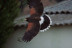 Descubre a las Aves Rapaces y Vuela a un Águila (Guadalajara)