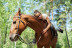 Paseo a Caballo (Zaragoza)