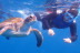 Kayak y Snorkel (Tenerife)