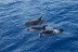 Dolphin Watch: Avistamiento de Delfines con Baño (Mallorca)
