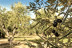 Paseo por Olivares y Experiencia Sensorial de AOVE con Cata de Vinos y Maridaje para dos en Molino del Arco (Ronda, Málaga)
