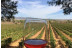 Visita a la Bodega Vegalfaro y Cata de Vinos para dos (Requena, Valencia) 