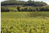 Visita y Degustación de Vino para dos en Bodegas Pinord (Vilafranca del Penedès, Barcelona) 