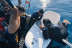 Experiencia en Fliteboard (Mallorca)