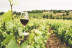Visita a Bodegues Visendra con Cata de Vinos y Aperitivo para dos (Les Pobles, Tarragona)
