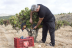 Visita a Bodegas Bocopa con Cata de Vinos y Tapa para dos (Alicante)
