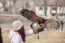 Descubre a las Aves Rapaces y Vuela a un Águila (Guadalajara)