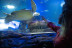 Entrada a Sea Life Benalmádena (Málaga)