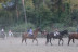 Paseo a Caballo por el Parque Natural de Collserola para dos (Sant Cugat, Barcelona)