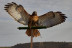 Descubre a las Aves Rapaces y Vuela a un Águila (Guadalajara)
