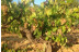 Visita y Degustación de Vino para dos en Bodegas Pinord (Vilafranca del Penedès, Barcelona) 