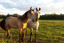 Ruta a Caballo para dos (Segovia)