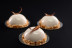 Taller de Cocina Molecular: Esferificaciones y Texturas (Barcelona)