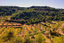 Visita Guiada, Cata de Aceites y Aperitivo Entre Olivos (Cervià de les Garrigues, Lleida)