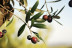 Visita Guiada, Cata de Aceites y Aperitivo Entre Olivos (Cervià de les Garrigues, Lleida)