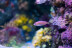 Entradas para el Acuario de Gijón (Asturias)