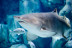 Entradas para el Acuario de Gijón (Asturias)