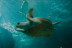 Entradas para el Acuario de Gijón (Asturias)