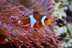 Acuarista por un Día en L'Aquàrium de Barcelona (Barcelona)