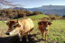 Escapada en Habitación con Bañera Hidromasaje y Visita a la Granja en Alojamiento Rural La Montaña Mágica (Asturias)