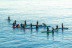 Alquiler de Paddle Surf (Barcelona)