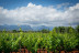 Tour y Cata: Visita con Cata y Degustación para dos en Bodegas Ángel (Santa María del Camí, Mallorca)