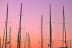 Atardecer en Velero para dos: Sotogrande Sunset Experience (Sotogrande, Cádiz)