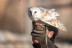 Exhibición de Vuelo de Aves Rapaces (Lleida)