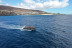 Tour de Avistamiento de Cetáceos para ver Delfines y Ballenas (Morro Jable, Fuerteventura)