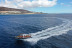 Tour de Avistamiento de Cetáceos para ver Delfines y Ballenas (Morro Jable, Fuerteventura)
