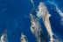 Excursión en Barco con Avistamiento de Cetáceos (La Gomera)