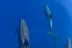 Excursión en Barco con Avistamiento de Cetáceos (La Gomera)