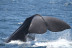 Avistamiento de Cetáceos: Delfines y Ballenas (Tarifa, Cádiz)