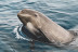 Avistamiento de Cetáceos: Delfines y Ballenas (Tarifa, Cádiz)