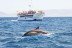 Avistamiento de Cetáceos: Delfines y Ballenas (Tarifa, Cádiz)