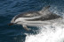 Avistamiento de Cetáceos: Delfines y Ballenas (Tarifa, Cádiz)