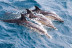Avistamiento de Cetáceos: Delfines y Ballenas (Tarifa, Cádiz)