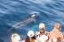 Avistamiento de Cetáceos: Delfines y Ballenas (Tarifa, Cádiz)