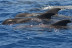 Whale Express: Avistamiento de Cetáceos (Tenerife)