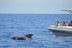 Whale Express: Avistamiento de Cetáceos (Tenerife)