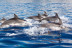 Dolphin Watch: Avistamiento de Delfines con Baño (Mallorca)