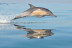 Delfines y Amanecer: Avistamiento de Delfines en Barco (S'Arenal, Mallorca)