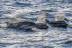 Delfines y Amanecer: Avistamiento de Delfines en Barco (S'Arenal, Mallorca)