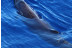 Avistamiento de Delfines (Gran Canaria)