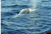 Avistamiento de Delfines (Gran Canaria)