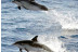 Avistamiento de Delfines (Gran Canaria)