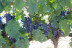 Escapada con Spa en Hotel Balneario Vichy Catalan y Visita Guiada a Bodega Baronia de Vilademuls y Cata de Vinos para dos (Girona)