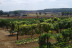 Escapada con Spa en Hotel Balneario Vichy Catalan y Visita Guiada a Bodega Baronia de Vilademuls y Cata de Vinos para dos (Girona)