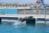 Baño con Leones Marinos (Fuerteventura, Las Palmas)