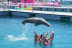 Baño con Leones Marinos (Fuerteventura, Las Palmas)